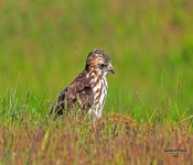 Hawk603